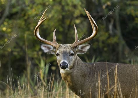 deer stock image|deer hd pic.